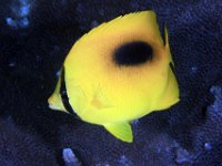 Oval-Spot Butterflyfish